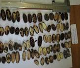 растворитель ОАО  Химик  г. Луга 650, 10,0 л. 650/10-himic